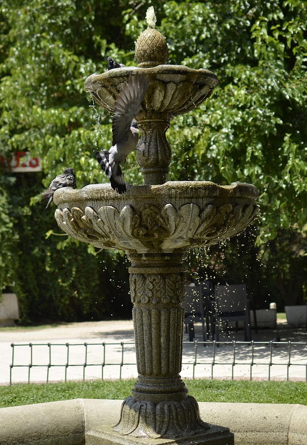 Unas palomas se refrescan en una fuente de Madrid