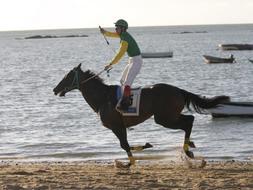 Más de 150 caballos participarán en agosto en las carreras de las playas de Sanlúcar