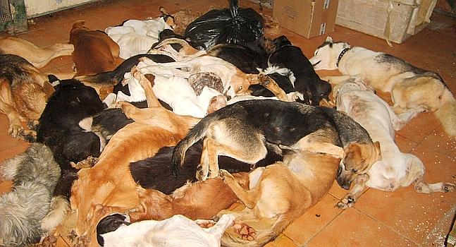 El fiscal pide un año de prisión por los sacrificios de la perrera de Puerto Real