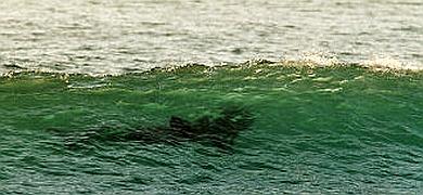 Un tiburón obliga a interrumpir una competición de surf en El Palmar