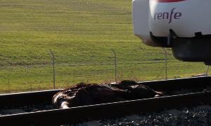 Un tren con destino Cádiz arrolla a un caballo que se había escapado de un establo presuntamente ilegal