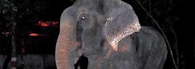 Un elefante que vivió 50 años encadenado llora al ser liberado