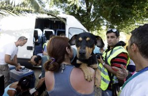 La Guardia Civil evita el envío de 24 perros a Italia apilados sin agua ni ventilación