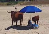 Una vaca y su cría se apoderan de una sombrilla en la playa de Bolonia