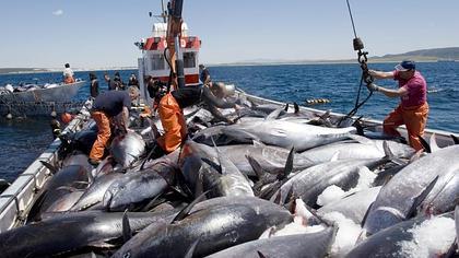 La primera 'levantá' de las almadrabas captura 22 atunes