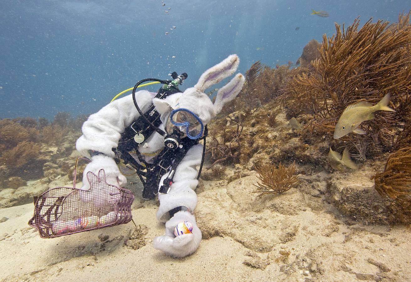 Algunos buscan huevos hasta debajo del agua, como en este acuario de Florida