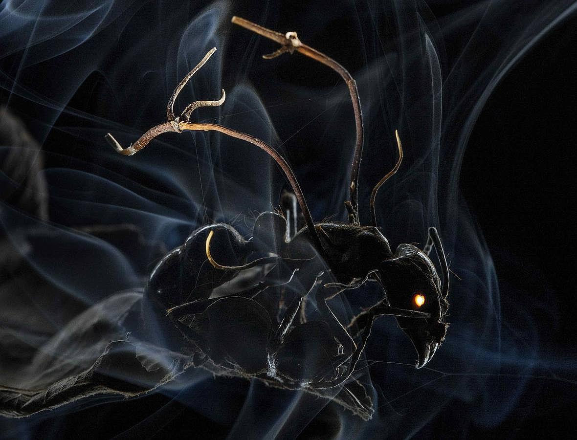 Las esporas de un hongo aterrizan en una hormiga y penetran en su esqueleto y su cerebro obligándola a abandonar su ecosistema habitual. Todas esas cosas enseña esta fotografía de Anand Varma para National Geographic.
