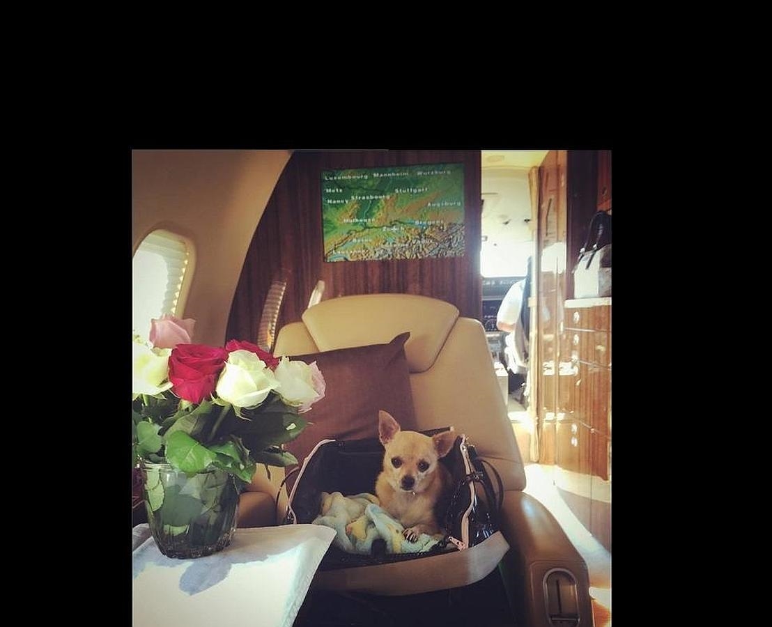 Peter Pan, el perro de Paris Hilton, tiene una cuenta propia en Instagram 