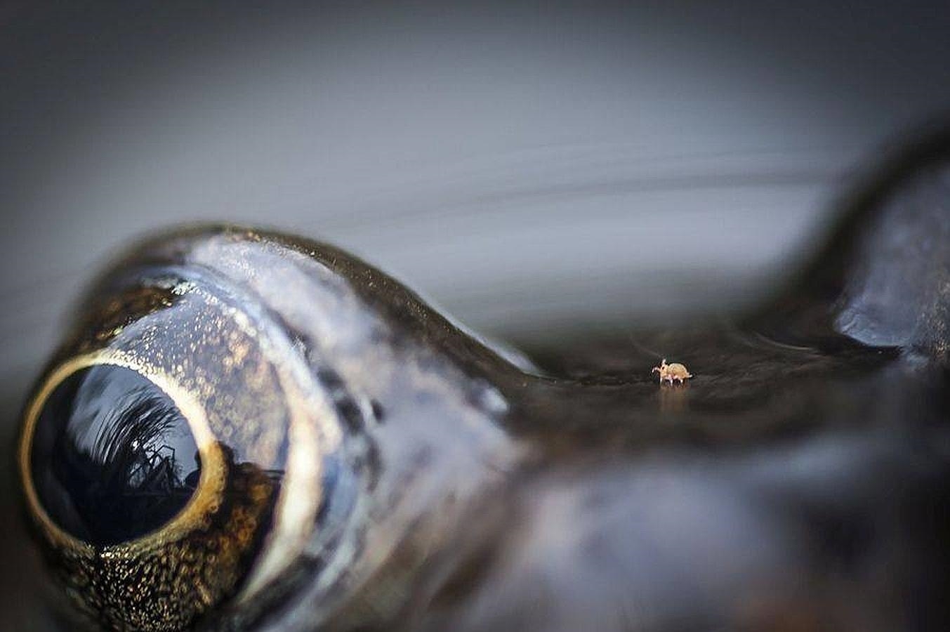 «Ácaro entre los ojos de la rana», ganadora de la categoría «Naturaleza desde cerca»