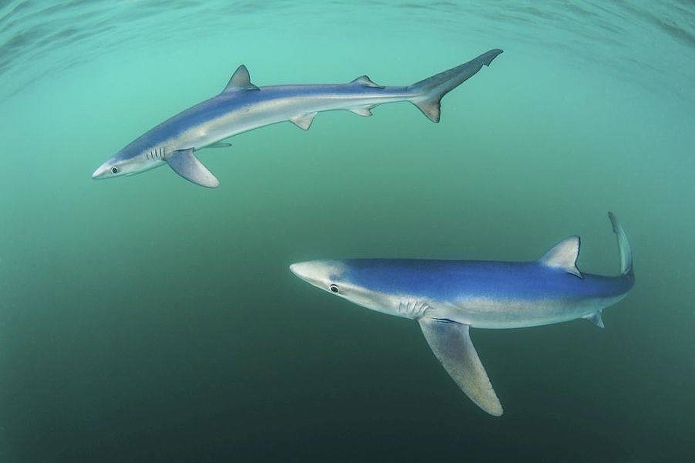 «Tiburón azul, sobre hermoso fondo azul», ganadora de la categoría «Fauna marina»