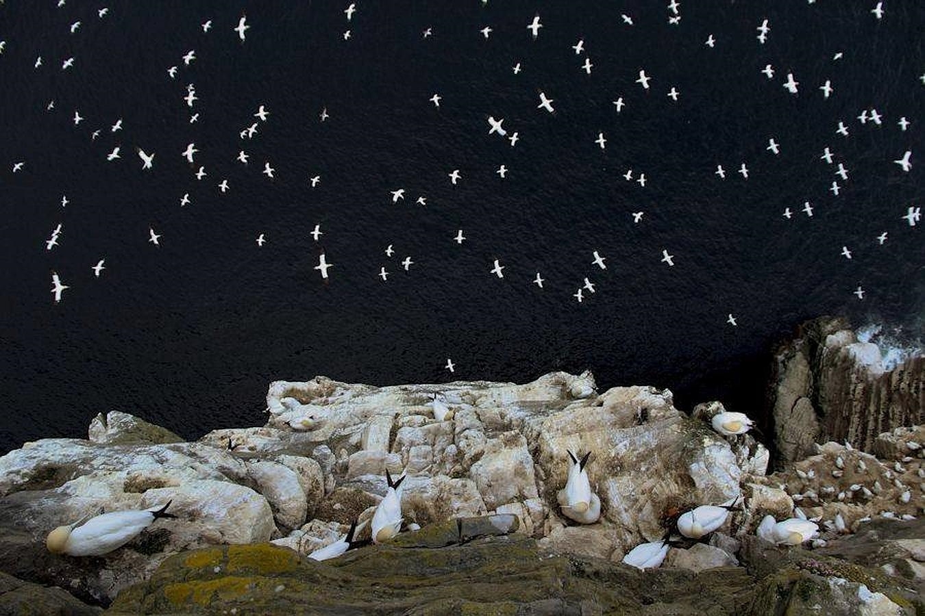 «En el límite», alcatraces en el borde de un precipicio en Escocia, foto del año 2015 y ganadora de la categoría «Hábitat»