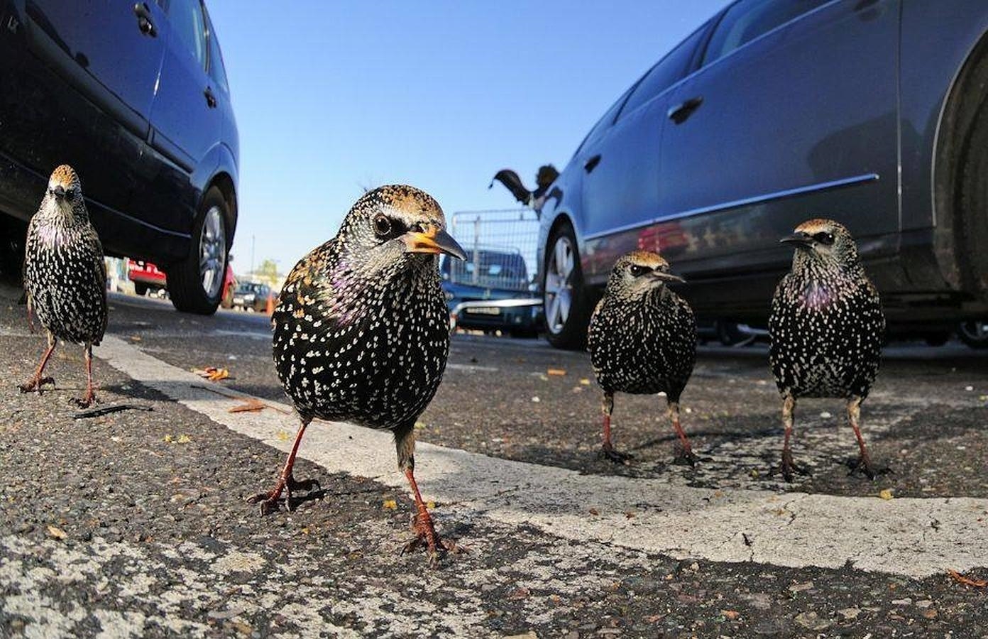 «Pandilla de estorninos londinenses», ganadora de la categoría «Fauna urbana»