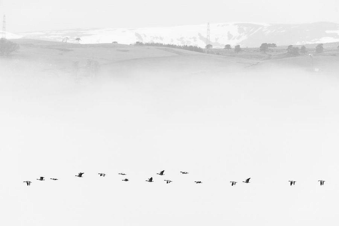 «Gansos de patas rosadas en la niebla», ganadora de la categoría «Fauna británica en blanco y negro»